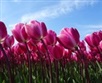 Hollandse tulpenroute, boerenlunch en bezoek 11BEA